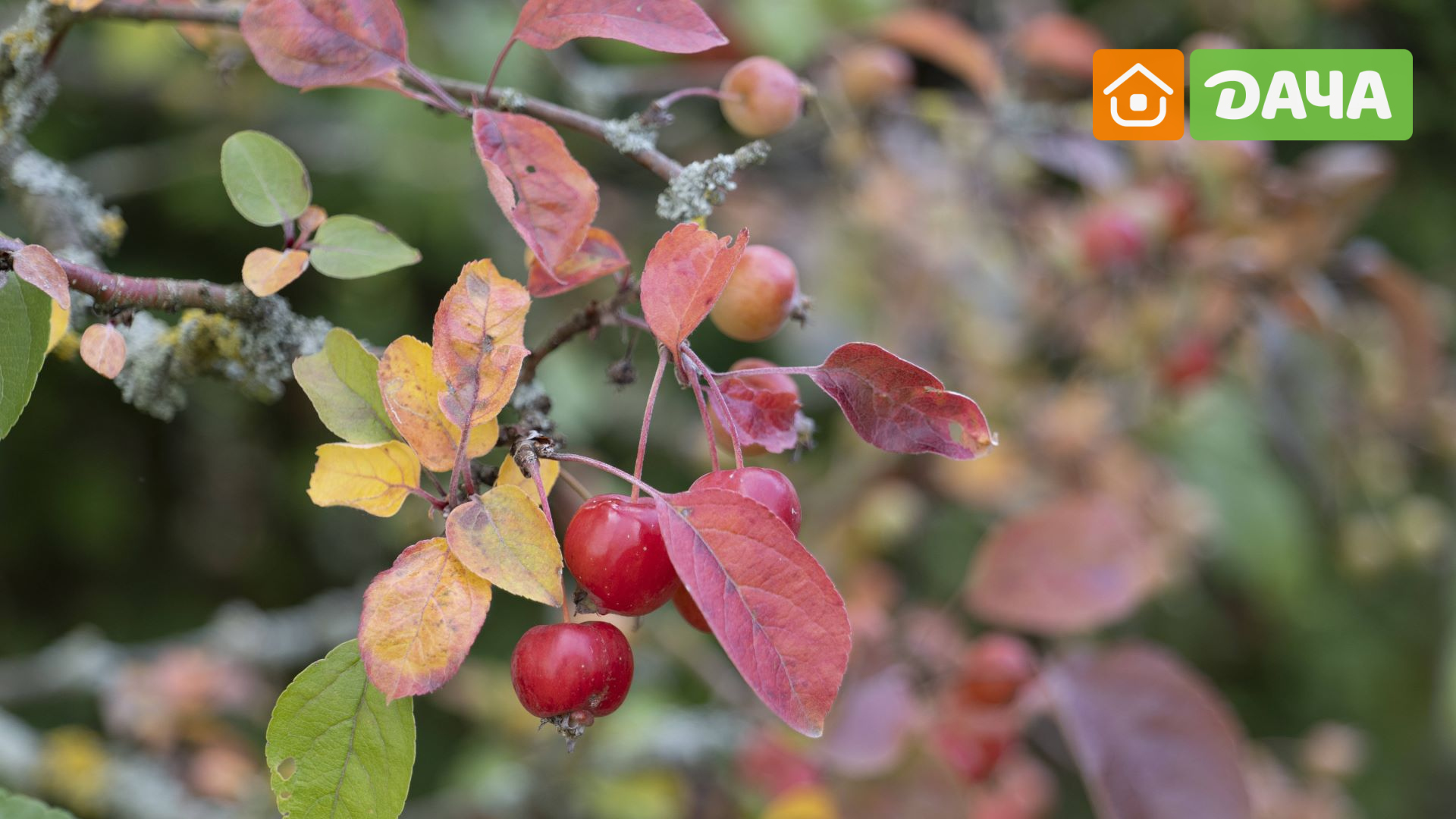 Почему у яблони и груши появились красные пятна на листьях